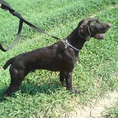 Langhåret hønsehund rokco<3 R.I.P. ;'(