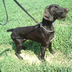 Langhåret hønsehund rokco<3 R.I.P. ;'(