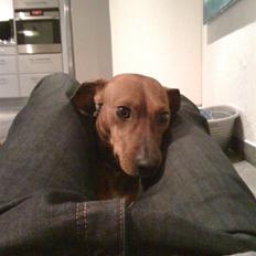 Blanding af racer Anton