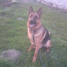 Schæferhund Linsey Alderslyst *r.i.p*