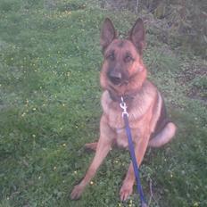 Schæferhund Linsey Alderslyst *r.i.p*