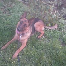 Schæferhund Linsey Alderslyst *r.i.p*