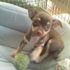 Chihuahua Aio - djævlens barn ;)