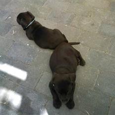 Labrador retriever Olde