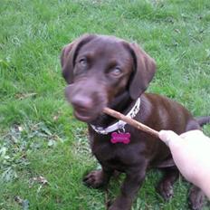 Labrador retriever Olde