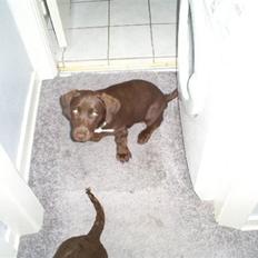 Labrador retriever Olde