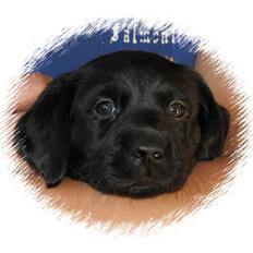 Labrador retriever Joey 