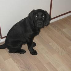 Labrador retriever Joey 