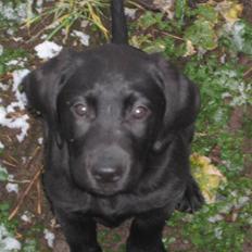 Labrador retriever Joey 