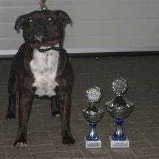 Staffordshire bull terrier kenzo