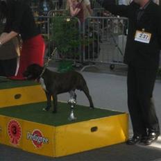 Staffordshire bull terrier kenzo