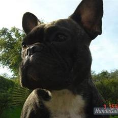 Fransk bulldog cayenne