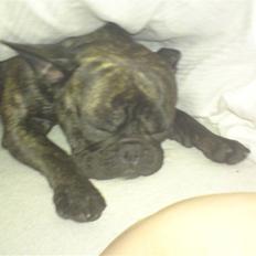 Fransk bulldog cayenne