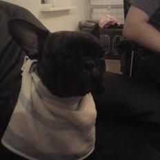 Fransk bulldog cayenne