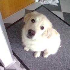 Golden retriever Baloo