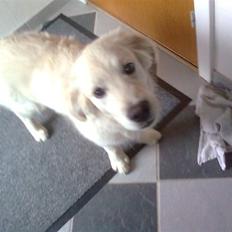 Golden retriever Baloo