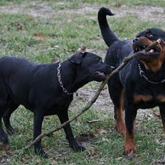 Labrador retriever Zara