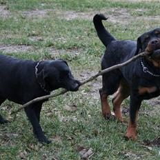 Labrador retriever Zara
