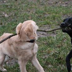 Labrador retriever Zara