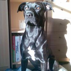 Blanding af racer Sponsi