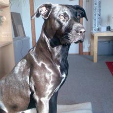 Blanding af racer Sponsi