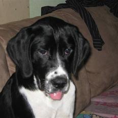 Blanding af racer Samson