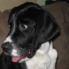 Blanding af racer Samson