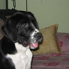 Blanding af racer Samson