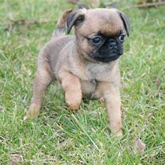 Blanding af racer Oda