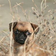 Blanding af racer Oda