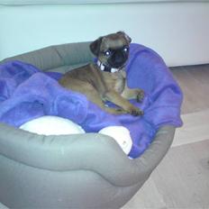 Blanding af racer Oda