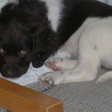 Kleiner münsterländer Riki 