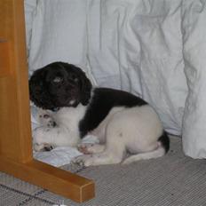 Kleiner münsterländer Riki 