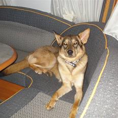 Blanding af racer Molly