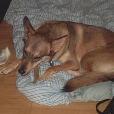 Blanding af racer Molly