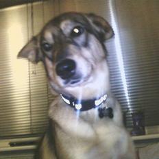 Blanding af racer Molly