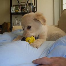 Blanding af racer Milo