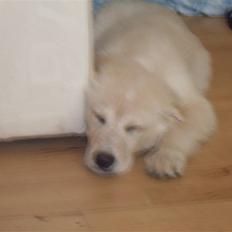 Blanding af racer Milo