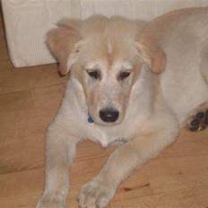 Blanding af racer Milo