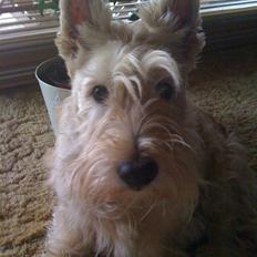 Skotsk terrier Sigurd