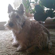 Skotsk terrier Sigurd