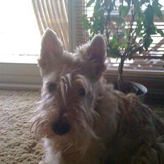 Skotsk terrier Sigurd