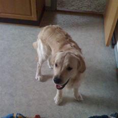 Golden retriever Buster