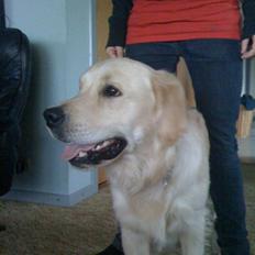 Golden retriever Buster