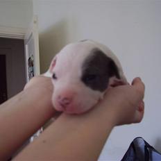 Amerikansk staffordshire terrier sushi