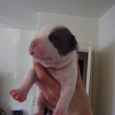 Amerikansk staffordshire terrier sushi