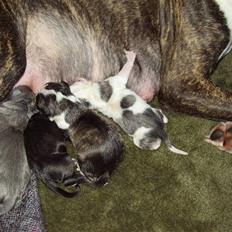 Amerikansk staffordshire terrier sushi