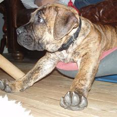 Boerboel Anasha Kalle