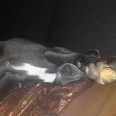 Blanding af racer Pepsi