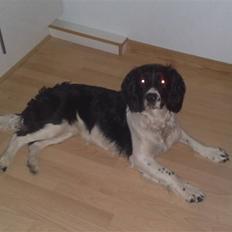 Engelsk springer spaniel Balloo